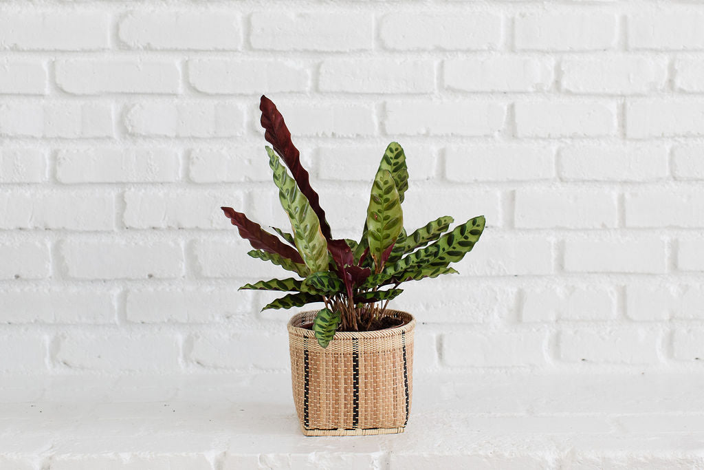 NEEPA HUT: Storage Rattan Planter Basket